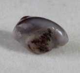 Natural Mussel Pearl -2.5 ct- Choromytilus californiensis (2).JPG