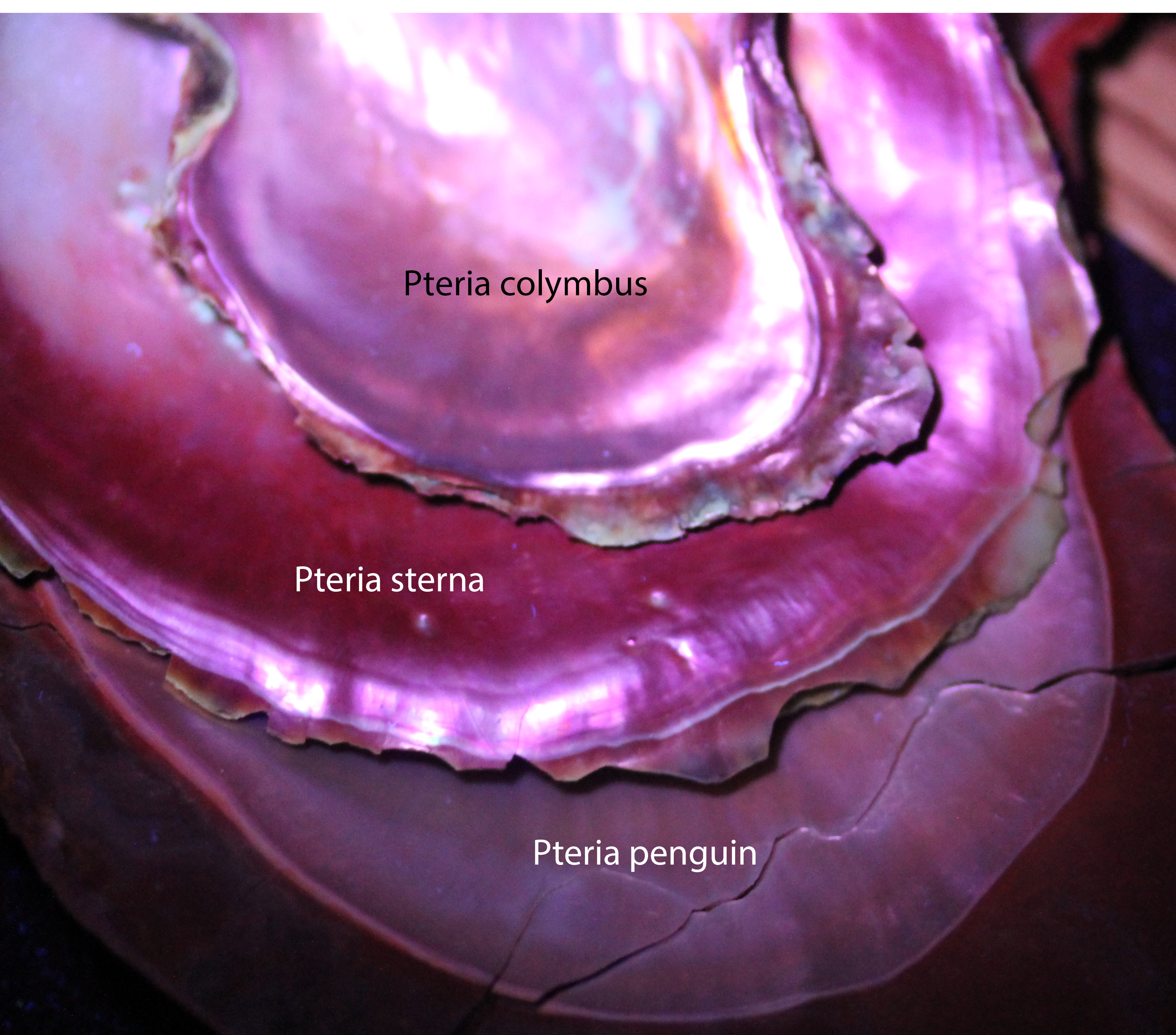 3-Pteria-shells-under-UV-(1).jpg