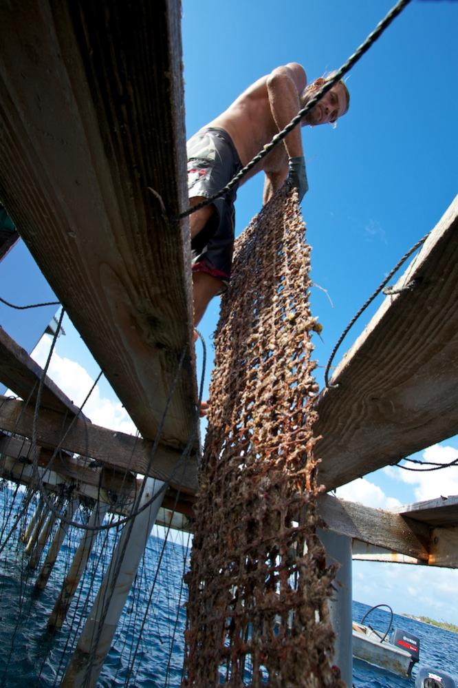 Pulling a net panel out of the water