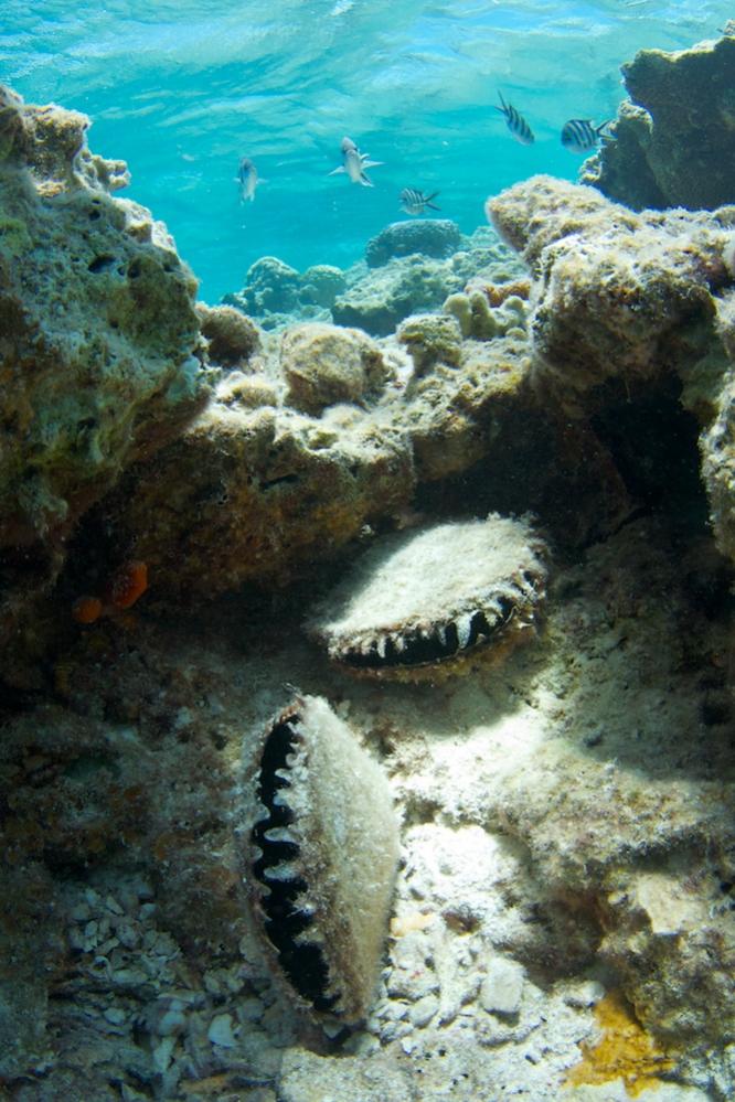 Black-lip shells in the natural environment