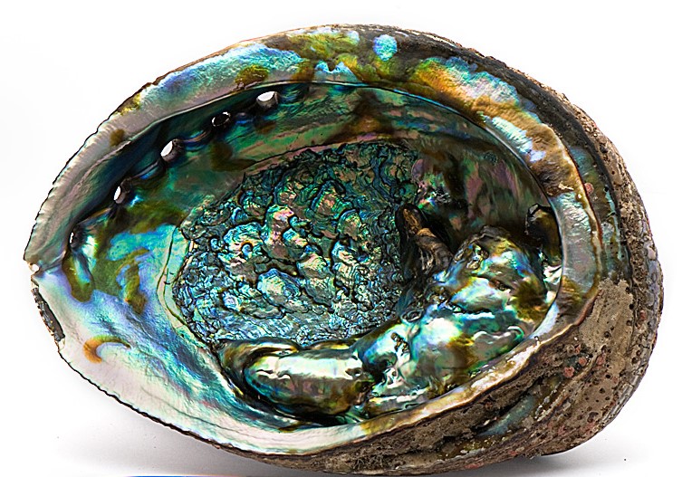 Abalone Horn Shape Blister.jpg