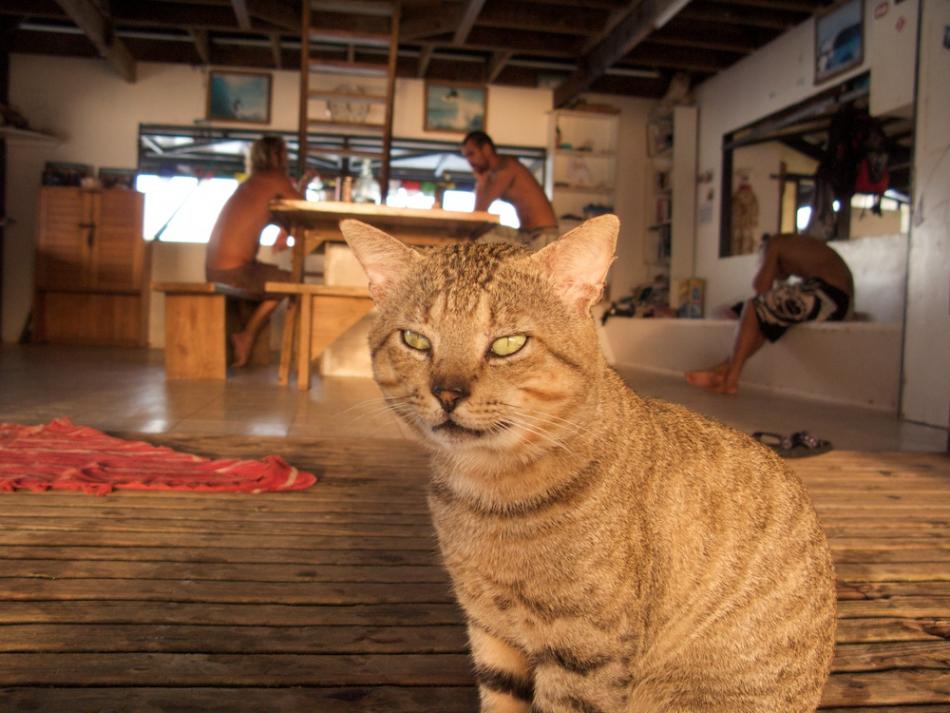 Local cat on the pearl farm