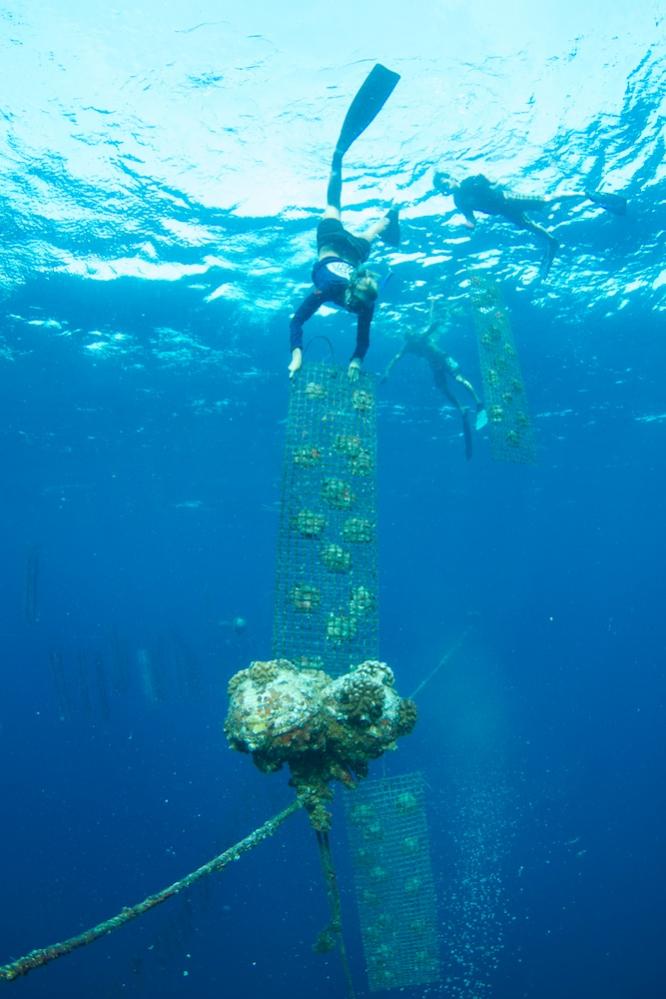 Free diving to a pearl net panel