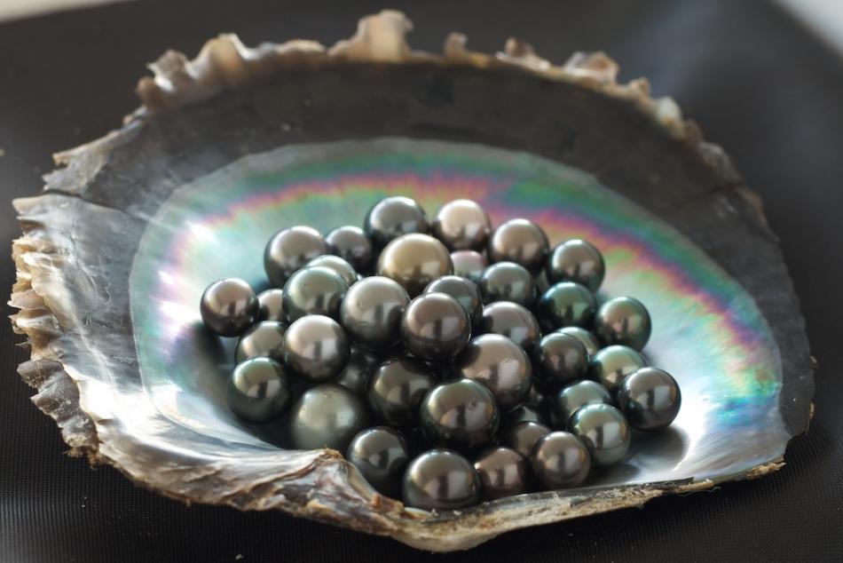 Loose Tahitian pearls displayed in a black-lip shell