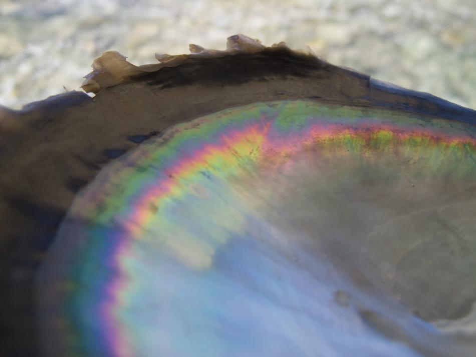 Shell showing the rainbow effect of Tahitian nacre