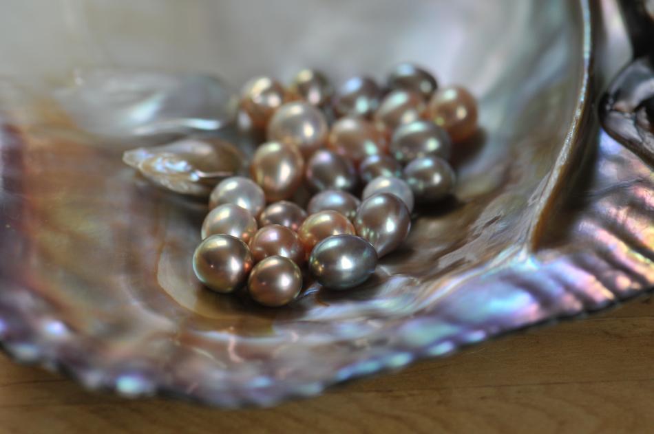 Loose metallic freshwater pearls in shell