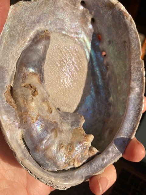 Can this Paua Horn Pearl be rescued?