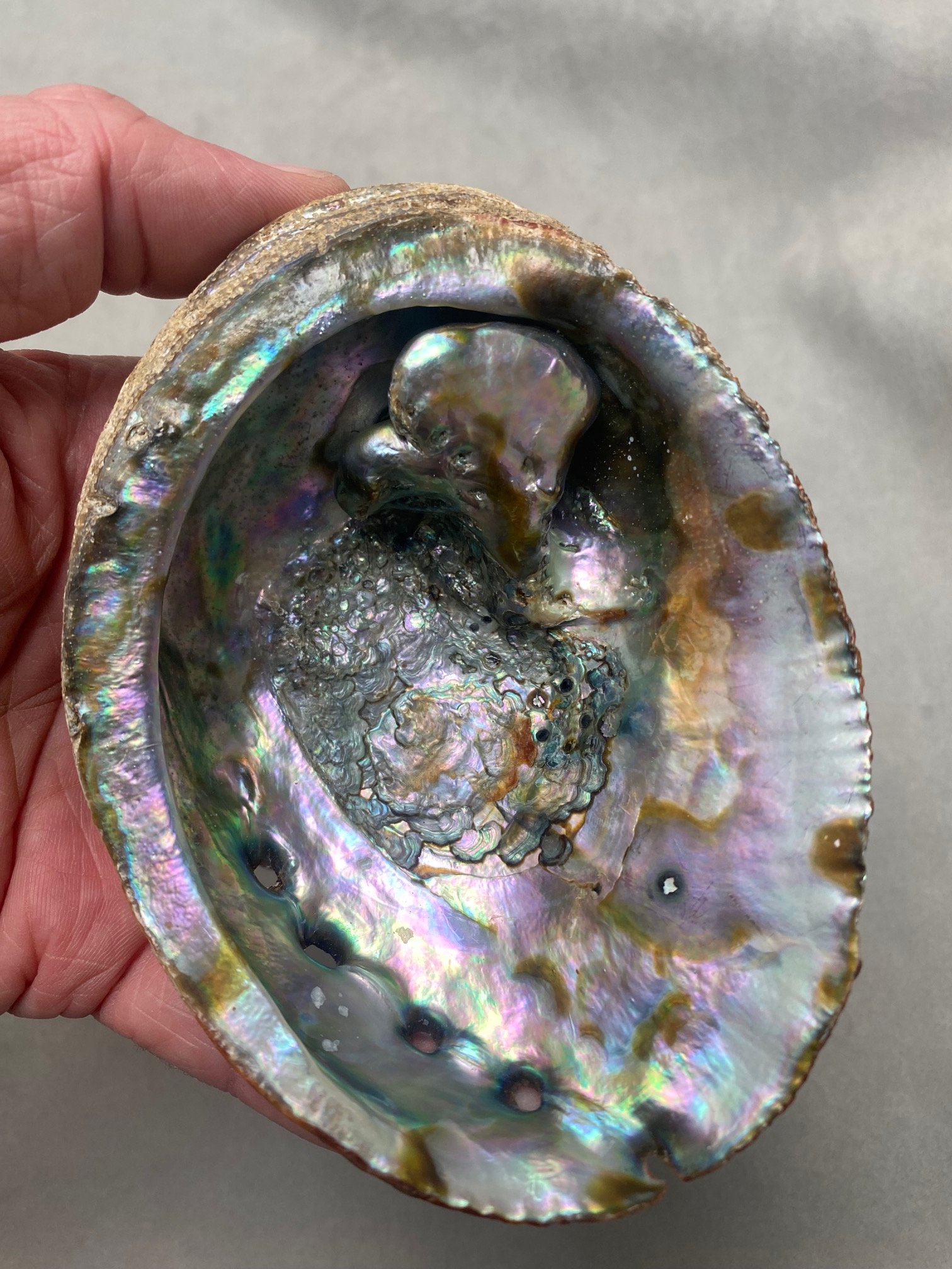 Paua Horn Blister Pearl.jpg