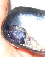 bluemusselpearl_blister3.jpg