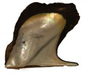 insidewinged_oyster.jpg