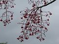 I just like red. Cheery despite the weather.