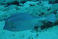 cozumel honeycomb cowfish