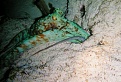 cozumel octopus hunting