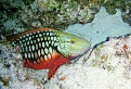 cozumel parrotfish