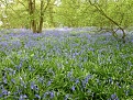 Spring bluebells