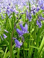 Bluebells closeup