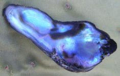 abalone 2 006 small.jpg