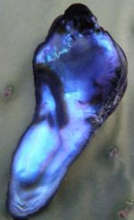 abalone 2 005small.jpg