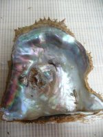 Natural Blister Pearls 2011 040.jpg