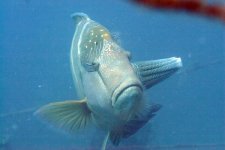 Animalia Chordata Vertabrata Actinopterygii Perciformes Labridae Cheilinus undulatus (Humphead w.jpg