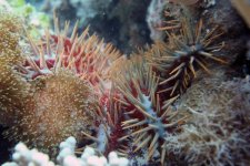 Animalia Echinodermata Spinulosida Leptognathina Acanthasteridae Acanthaster planci (Crown-of-th.jpg