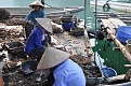 harvesting pearls