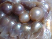 enlarged view of blister pearls in shell.jpg