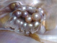 enlarged view of blister pearls_1.jpg