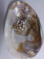 Full view of  oester shell.jpg