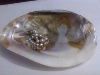 Full view of Oester shell_2.jpg