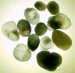 green_pearls.jpg
