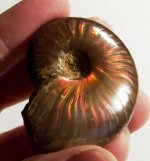 560px-IridescentAmmonite.jpg