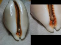 Golden Cowrie Pearl(9.5mm)($4,000).jpg