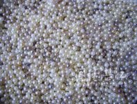 Akoya Pearls in Sitang Village .jpg