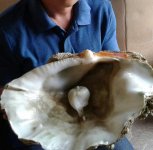 Big baroque pearl attached in shell-1.jpg