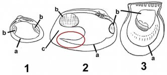 pallial_sinus.jpg