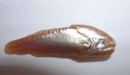 natural pearl form fish.jpg