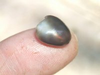 protienaceous_pearl.jpg