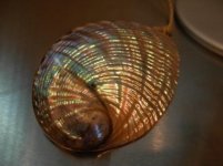 shell w lamp.jpg