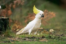 Sulphur Crested Cockatoo