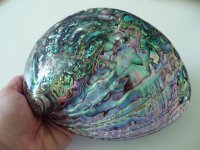 new paua abalone shell.jpg