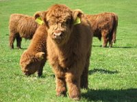 250px-Highland_Cattle_4.jpg