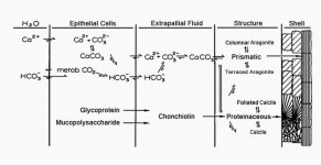 shell_structure.jpg