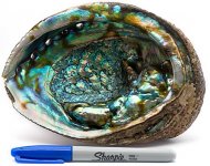 Abalone.jpg