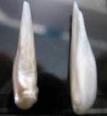 wing-pearls_2.jpg