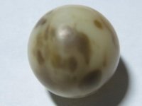 Pearl Murex with black dots.jpg