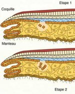 Schema_1_formation_perle_naturelle1.jpg