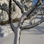 our snowy garden