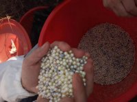 Mr Vigor He harvests Akoya pearls 3.jpg