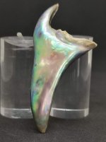 paua pearl 2.jpg